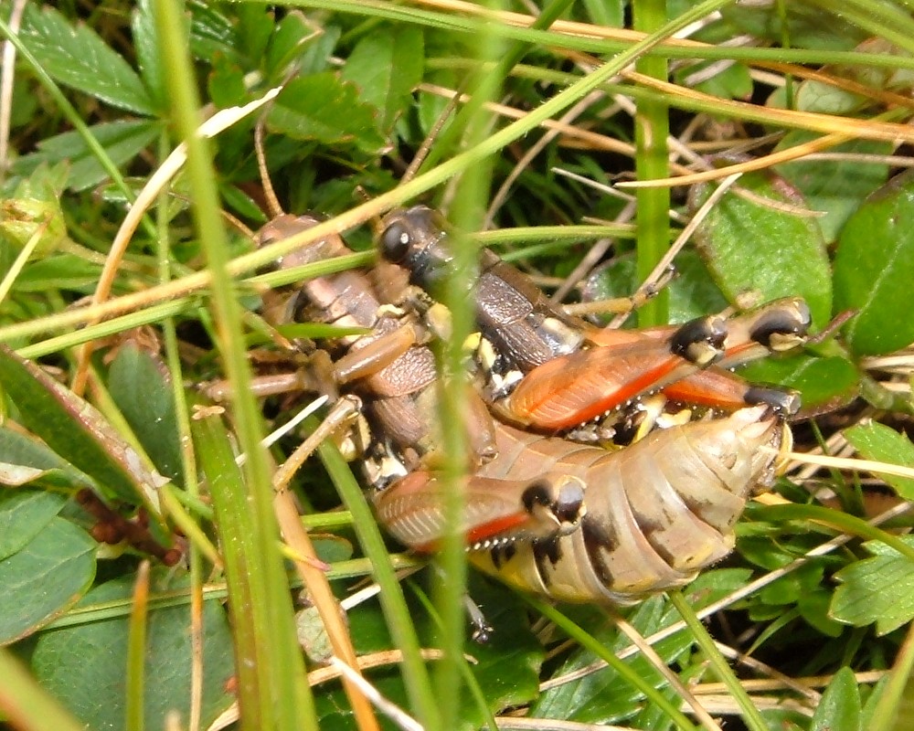 Ortotteri delle Orobie valtellinesi (Sondrio)